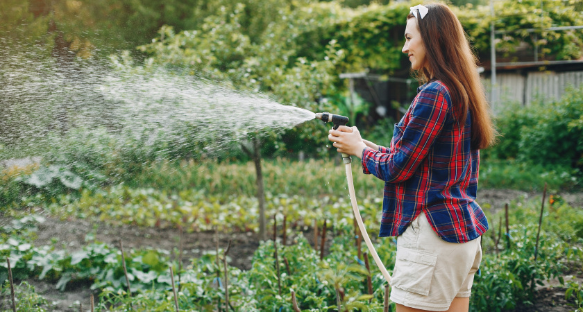 Поливаю огурцы в жару по 7 правилам ‒ научил дедушка, собиравший большой урожай огурцов - советы из деревни