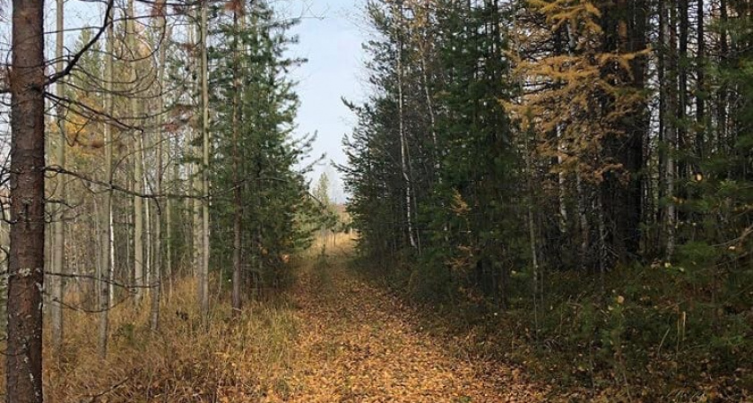 В Коми спасли пенсионера, заблудившегося в лесу