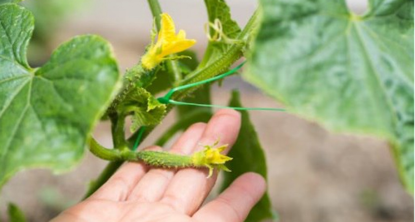 Без чудо-средств и танцев с бубном: 2 минуты читаю над огурцами особый текст и получаю «пачки» зеленцов