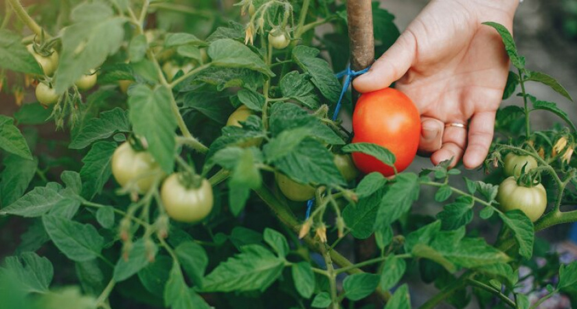 Кормлю в июне помидоры содой - и уже 3 года собираю томаты целыми ведрами с каждого кустика