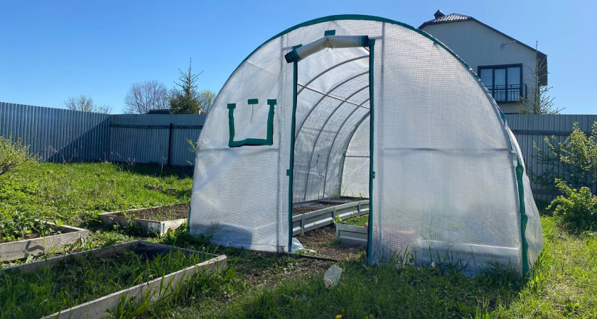 Каждое утро по 10 минут – и томаты не страдают от жары в теплице: завязи не опадают, и листья больше листья не скручиваются