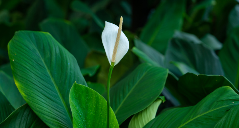 Удобряю только этими 2 средствами и спатифиллум цветёт почти круглый год - перепробовав массу народных и магазинных вариантов