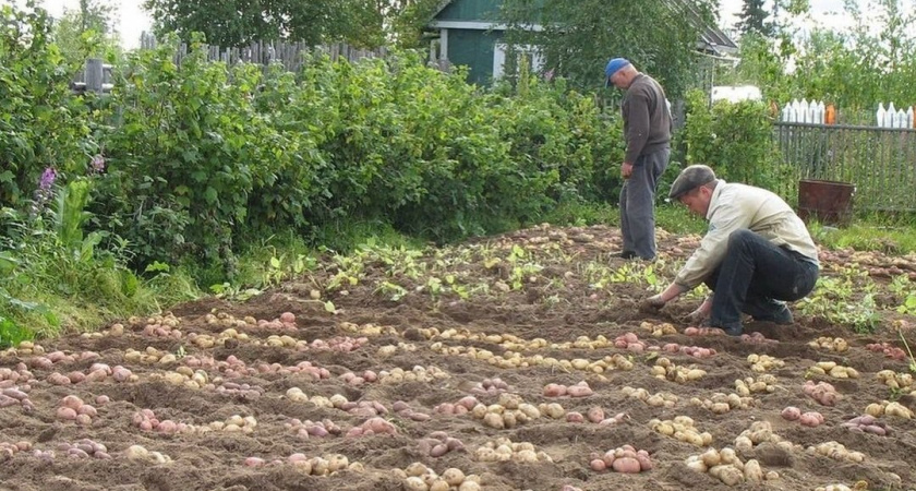 Один раз посадил картошку под картоном - урожай такой, что всем соседям раздаю. Теперь всегда так выращиваю картофель