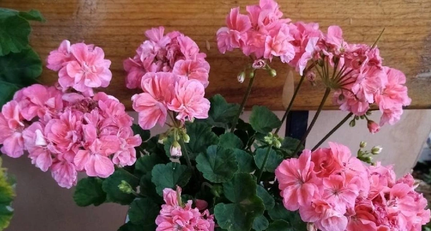 1 капля в воду в июне — и даже "лысая" герань покроется цветочными облаками: будет цвести круглый год без перерыва