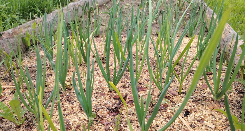 Вот чем уже сейчас нужно посыпать чесночную грядку - жалко, что я раньше не знал об этом