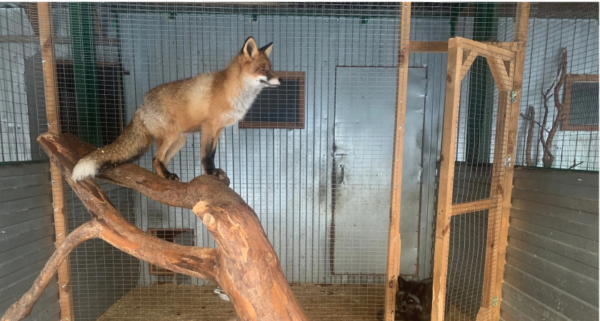 Лисы вышли к людям в поселке под Ухтой