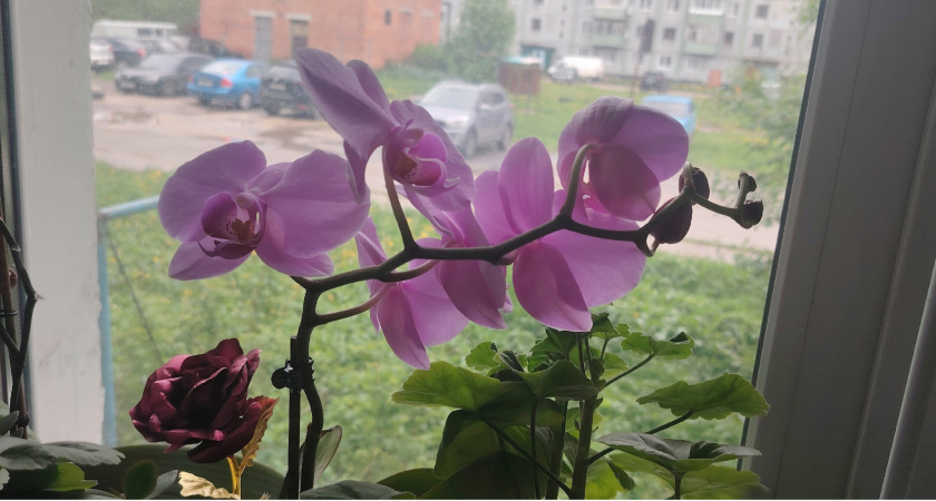 Орхидеи завалят бутонами и будут цвести без передышки — секретная подкормка опытных цветоводов