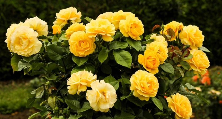 30 граммов под куст – и розы цветут с июня по октябрь: выпускают бутоны пачками – аромат на 3 км в округе