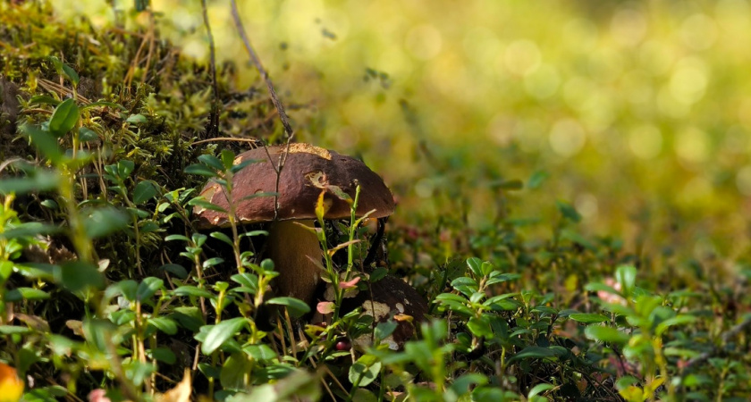 Коми готовится к грибному лету: микологи предсказывают щедрый урожай