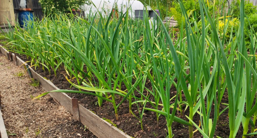 До 20 июня чесноку — обязательно: 40 мл в воду — и головки вырастут размером с арбуз, крупными, ядреными и сочными