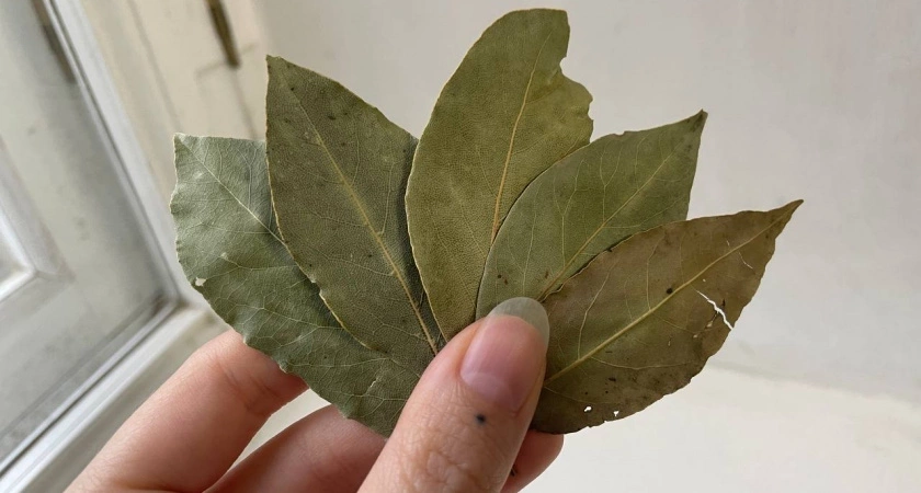 Лавровый лист засыпаю солью — весь июнь не нарадуюсь своей хитрости: полезный лайфхак для всех домохозяек