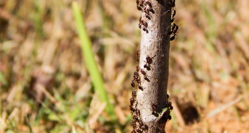 Рассыпала это по участку, и муравьи с манатками удрали навсегда — натуральный метод и мощный кладезь