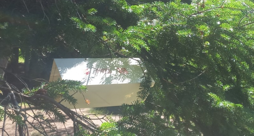 В Коми установят почти 2 тысячи феромонных ловушек для контроля за лесными вредителями