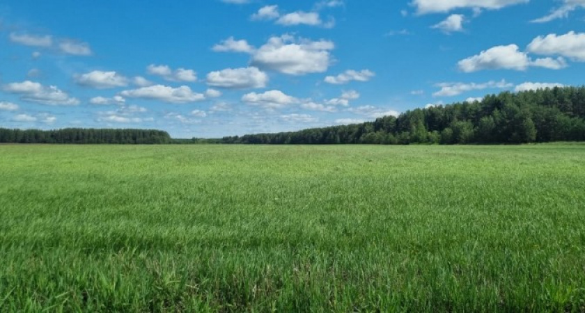 В Коми экспериментируют с новыми кормовыми культурами
