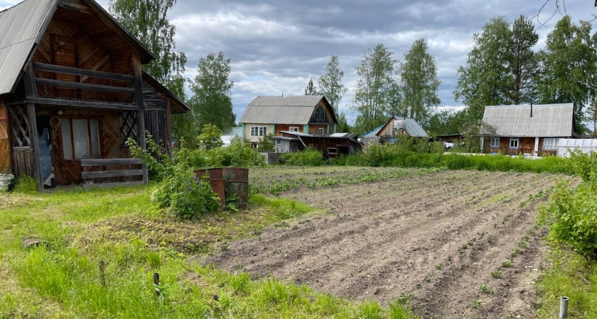 Фото к статье: Одна ложка в землю и грядки можно не кормить до конца сезона - эта хитрость проверена не на одном участке