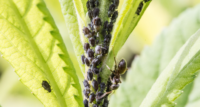 300 г в кипяток – и тля растворится в воздухе за сутки: 1 обработка на все лето. Эффективный способ спасти сад от тли