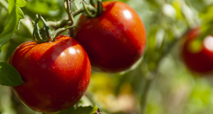 У всех фитофтора, у меня – томатный рай: простой трюк с морозилкой и опрыскиванием - залог здорового урожая