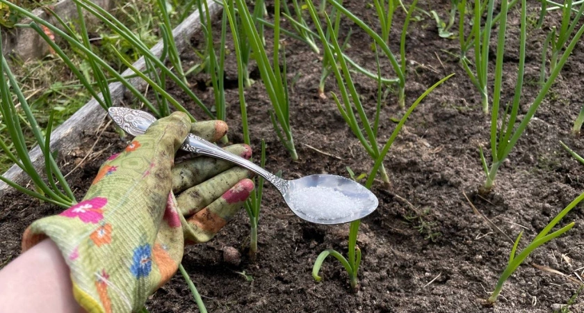 До 2 июля чесноку — обязательно: 40 мл в воду — и головки вырастут размером с арбуз, крупными, ядреными и сочными