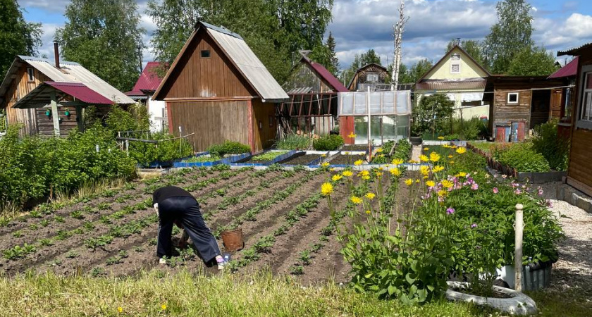 Как только картофель зацвел — тут же сыплю под корень: 20 кустов обеспечивают урожаем на всю зиму