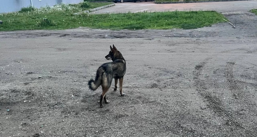 Администрация Ухты выплатит 35 000 рублей ребенку за нападение бездомной собаки