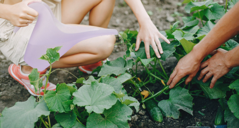 Смешиваю йод с молоком и "кормлю" огурцы в июле: ни единого пожелтевшего листочка — плодоносят как бешеные
