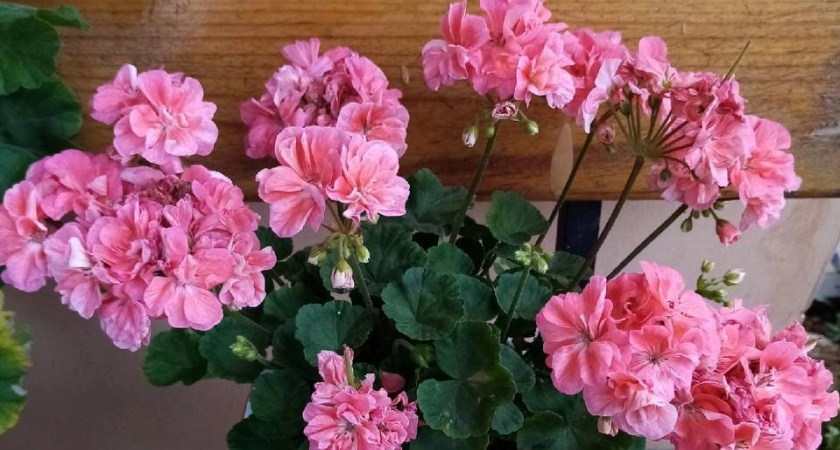 1 капля в воду в июле — и даже "лысая" герань покроется цветочными облаками: будет цвести круглый год без перерыва