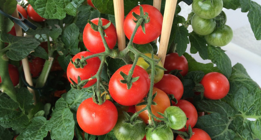 2 года с завистью смотрела на то, как моя соседка собирает ведрами помидоры с пары кустов - но наконец-то она раскрыла свои секреты