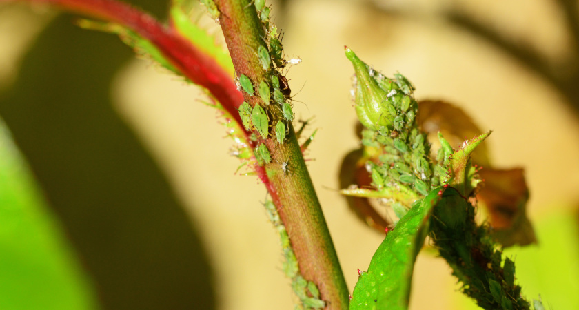 300 гр. в кипяток – и тля растворится в воздухе за сутки: одной обработки хватает на все лето. Рабочий способ спасти свой сад
