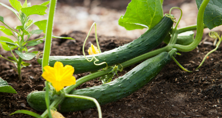 Что насыпать под корень огурцам в июле, чтобы они были здоровыми и обильно плодоносили - не желтели листья и не падала завязь