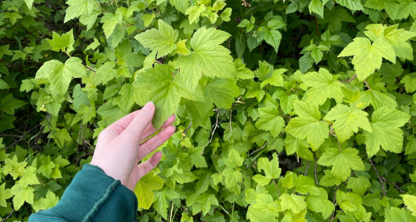 2 столовые ложки на литр воды - для чего опытные дачники сыплют соду под кусты смородины? Ответ вас удивит