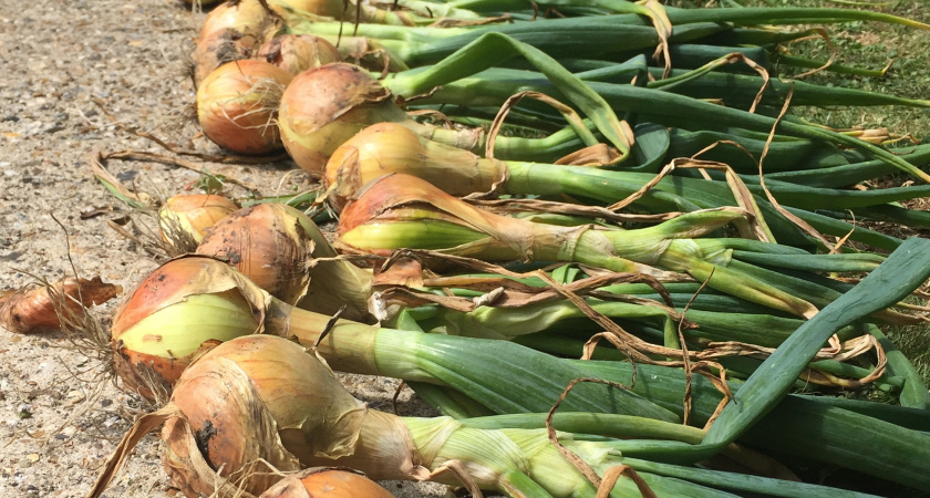 Лучшая подкормка для лука в июле: опытный дачник рассказал, какой раствор поможет значительно улучшить урожай
