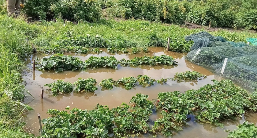 Научный сотрудник объяснила, как сберечь урожай от дождей в Коми