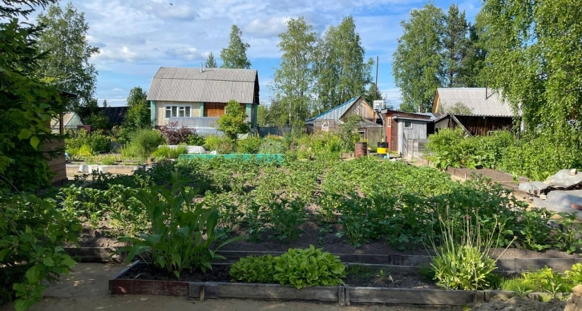 Наконец нашел идеальное решение, чем закрыть дорожки между грядок в огороде - бюджетный способ, и сорняки больше не надоедают