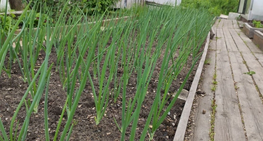 Лью на лук и чеснок эту смесь — и пожелтевшие перья зеленеют за 2 дня — мощнейшее средство поставит "на ноги" даже самые вялые растения