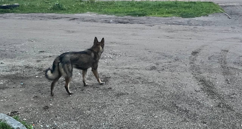 Ветеринарные услуги в Коми станут доступнее 