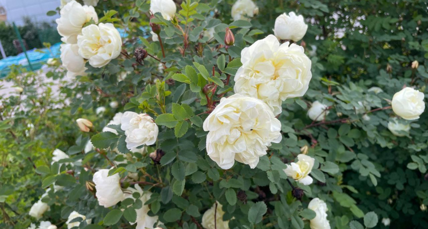 Посадил розы – получил срок? Штраф до 300 000 рублей и реальный тюремный срок за розы на участке – разбираем нюансы