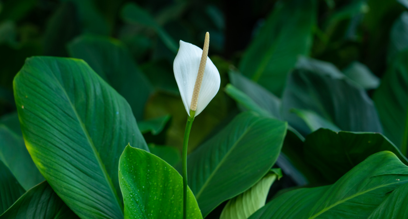10 ложек на 1 литр — и спатифиллум как подменили: "белые паруса" лезут без остановки, листья будут размером с блюдце