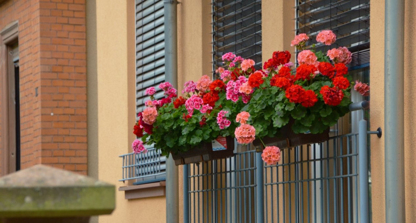 Для цветения герани — обязательно: 1 щепотка в воду — и бутоны лезут как угорелые. Отличная подкормка для пеларгонии