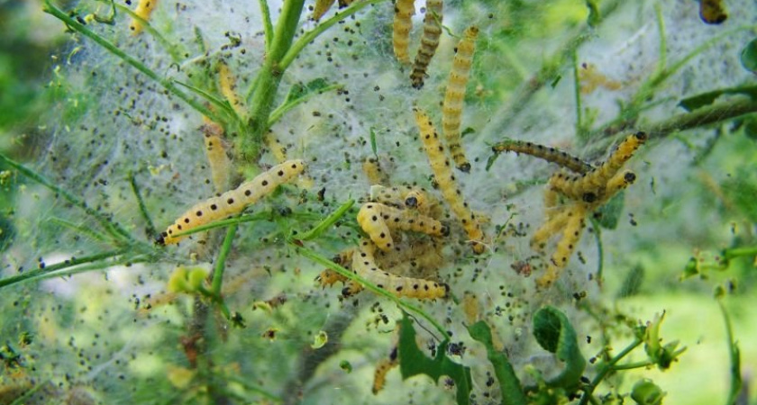 Берем пустой тюбик от зубной пасты – и спасаем урожай от вредителей: главный помощник опытных огородников