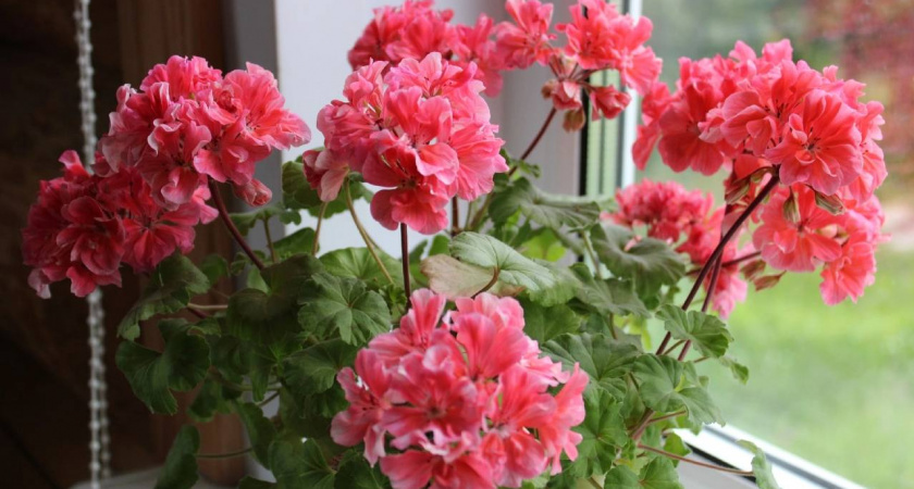 Крошку в горшок в июле — и герань как подменили: листва не желтеет, а бутоны лезут даже на молодых черенках