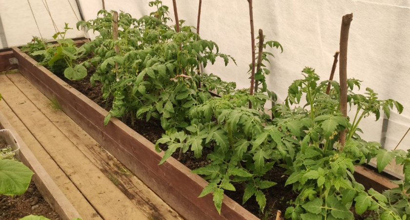 Томаты зацвели — кладу в теплицу 1 вещь до 10 июля — и больше пустоцветов не будет, все кусты обильно покроются завязями