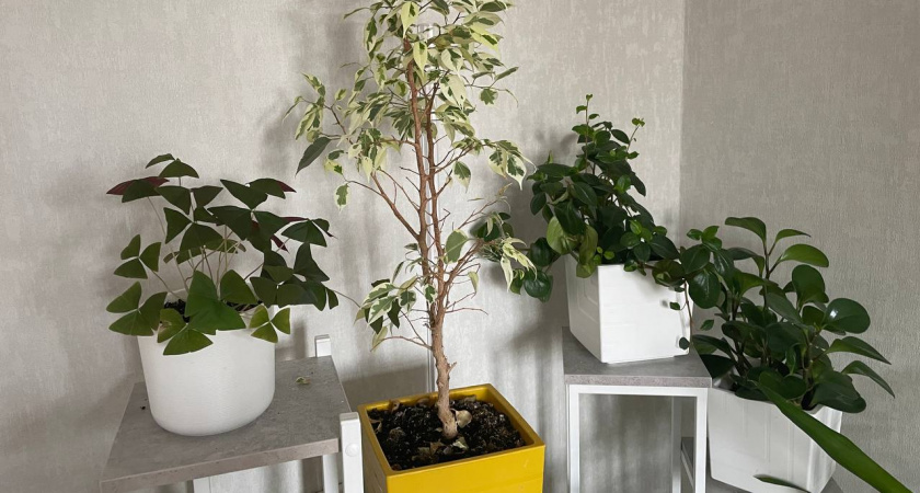 Срочно уберите этот комнатный цветок из дома: вопреки приметам, он притягивает несчастья и беды