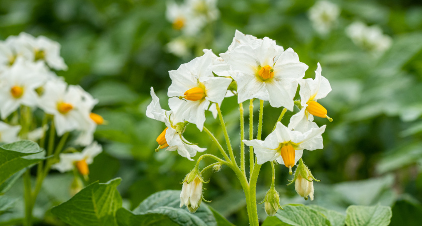 Как только картофель зацвел — тут же сыплю под корень: 20 кустов обеспечивают урожаем на всю зиму