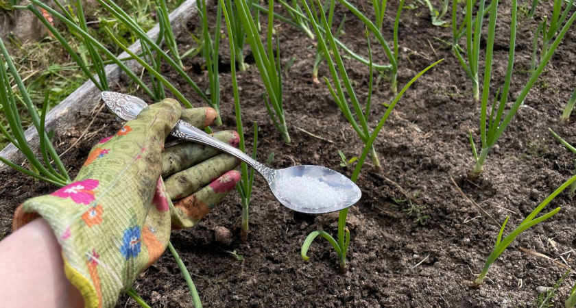 До 10 июля чесноку — обязательно: 40 мл в воду — и головки вырастут размером с арбуз, крупными, ядреными и сочными