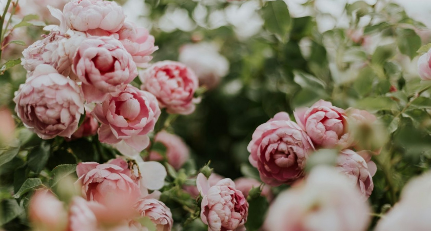 Для защиты пионов от муравьев делаю так — рассыпаю эту крупу и наслаждаюсь агонией паразитов: все средства хороши