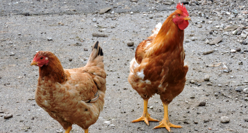 Курам воду не даю — они этому и рады: яиц станет больше, если заменить воду этим — советы птицеводам