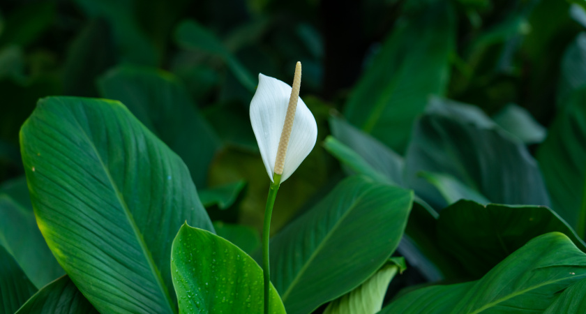 10 ложек на 1 литр — и спатифиллум как подменили: "белые паруса" лезут без остановки, листья будут размером с блюдце