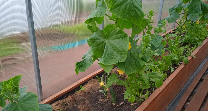 Рабочая подкормка со времен СССР для огурцов: 1 раз внесли - и листья не желтеют, и урожай обильный