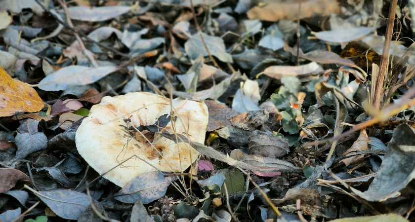 Жительница Коми пошла за грибами и нашла тело человека