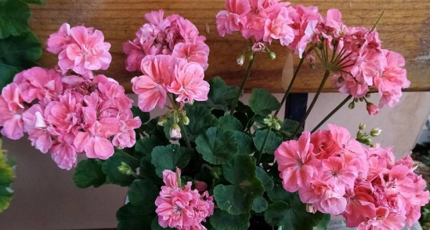 1 капля в воду в июле — и даже "лысая" герань покроется цветочными облаками: будет цвести круглый год без перерыва